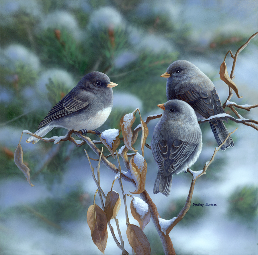 "Winter Morning" - Juncos "Winter Morning" - Juncos